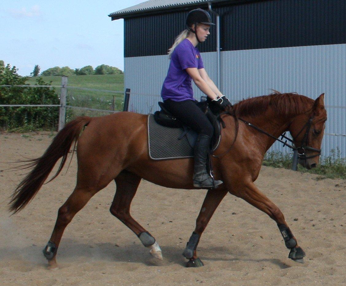 Dansk Varmblod Zelina Z billede 25