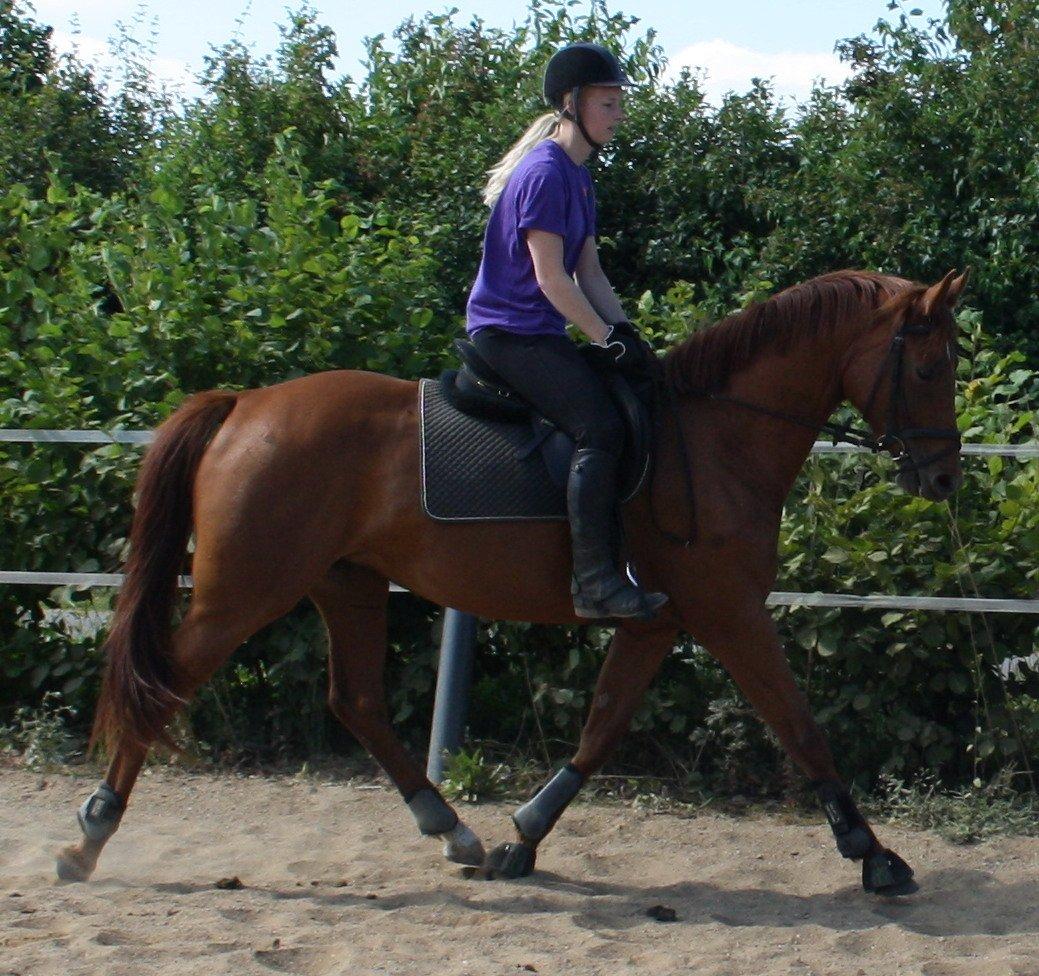 Dansk Varmblod Zelina Z billede 26