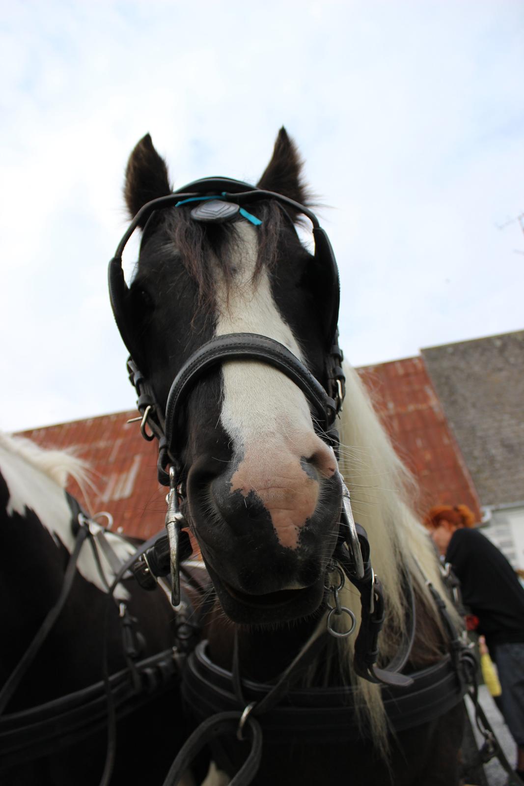 Irish Cob Pfuff    (Bandit<3) billede 26