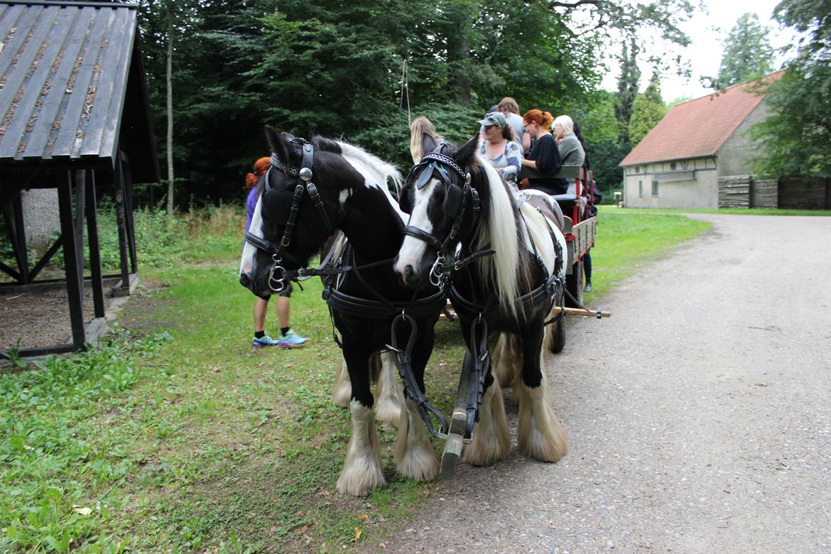 Irish Cob Pfuff    (Bandit<3) - Pfuff til højre ;)<3 billede 22