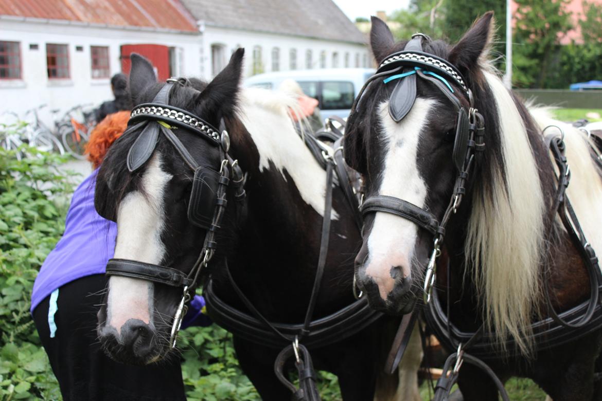 Irish Cob Pfuff    (Bandit<3) - Pfuff til højre ;)<3 billede 7