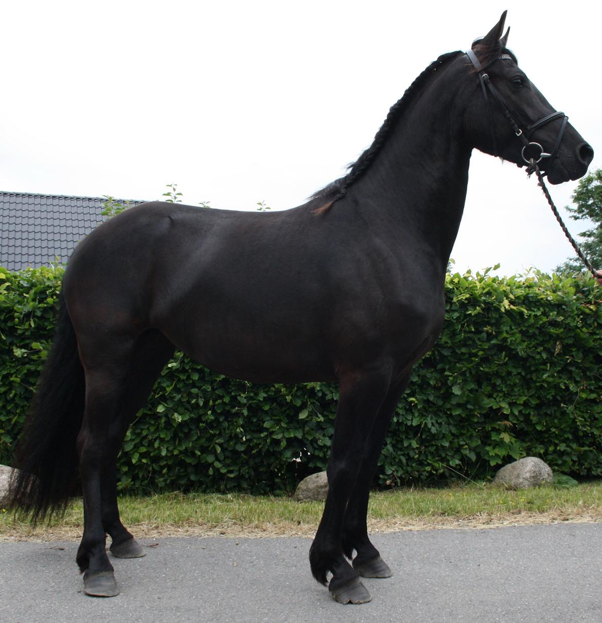 Anden særlig race Zilke  (DV+Frieser) - SOLGT billede 22