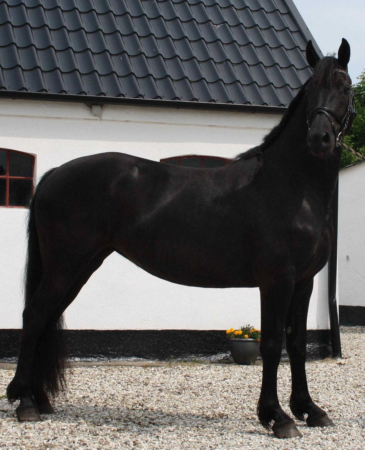 Anden særlig race Zilke  (DV+Frieser) - SOLGT billede 1