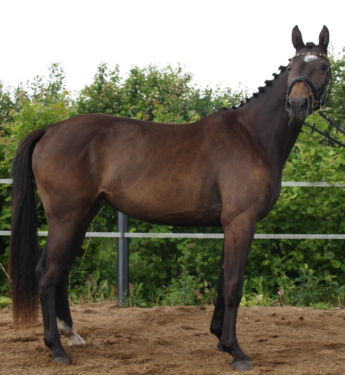Dansk Varmblod Corvette Royal billede 1