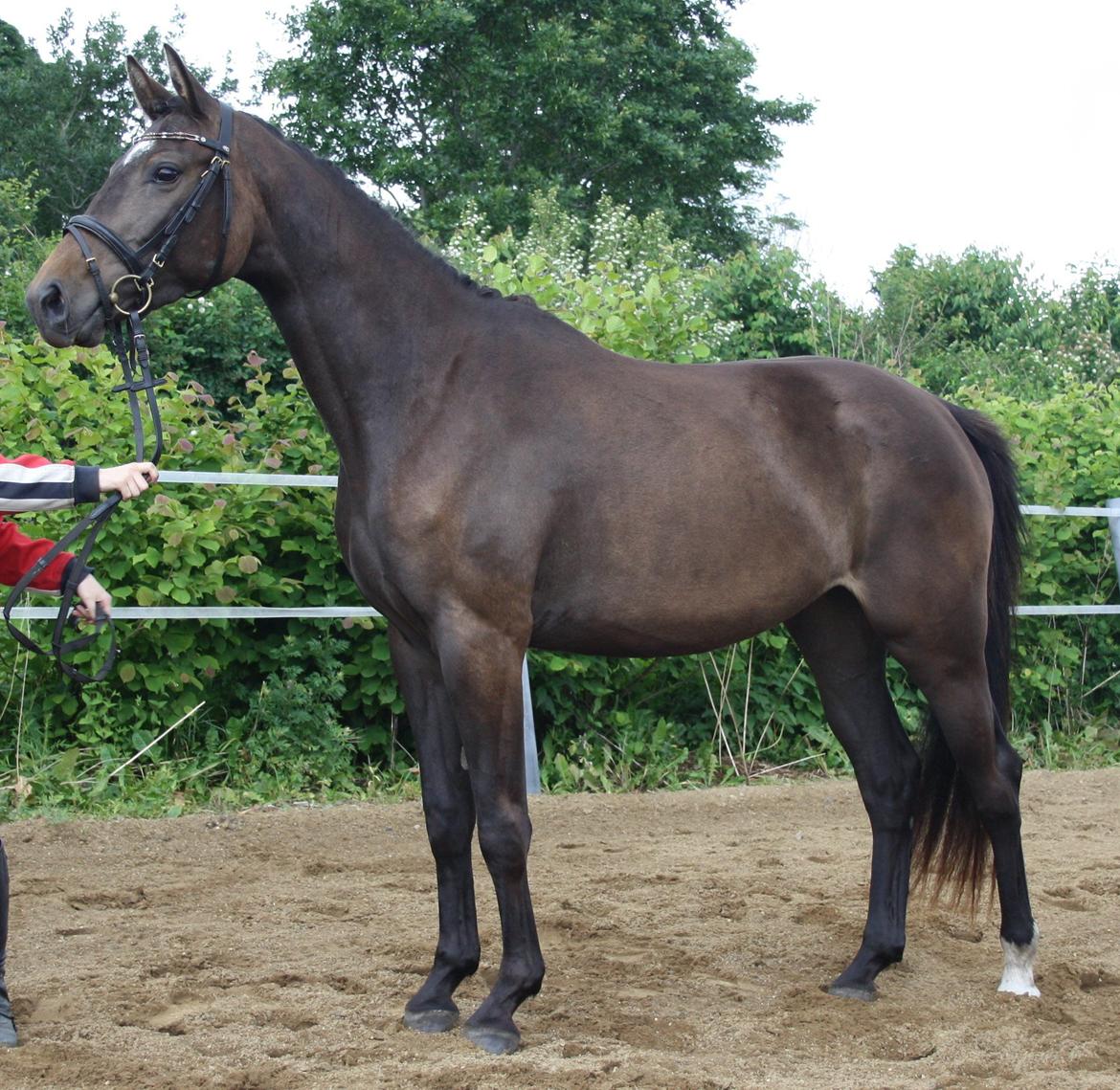 Dansk Varmblod Corvette Royal billede 9