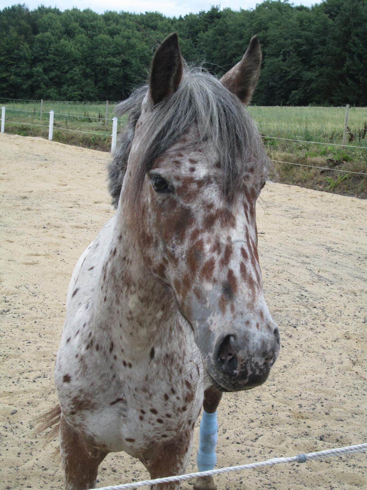 Knabstrupper paolo billede 4