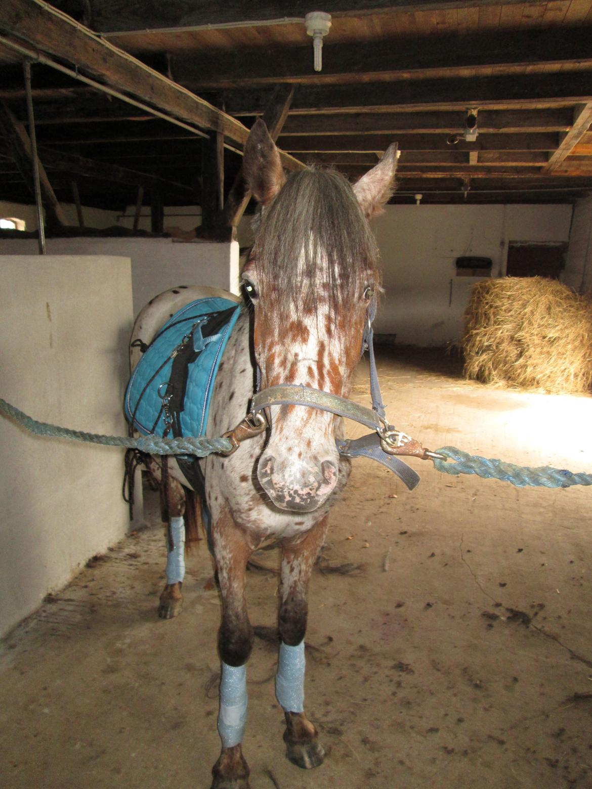 Knabstrupper paolo billede 11