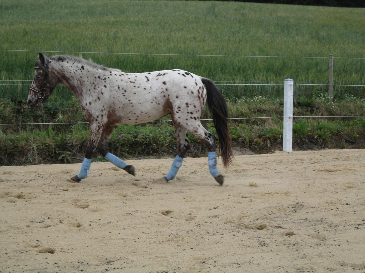 Knabstrupper paolo billede 10