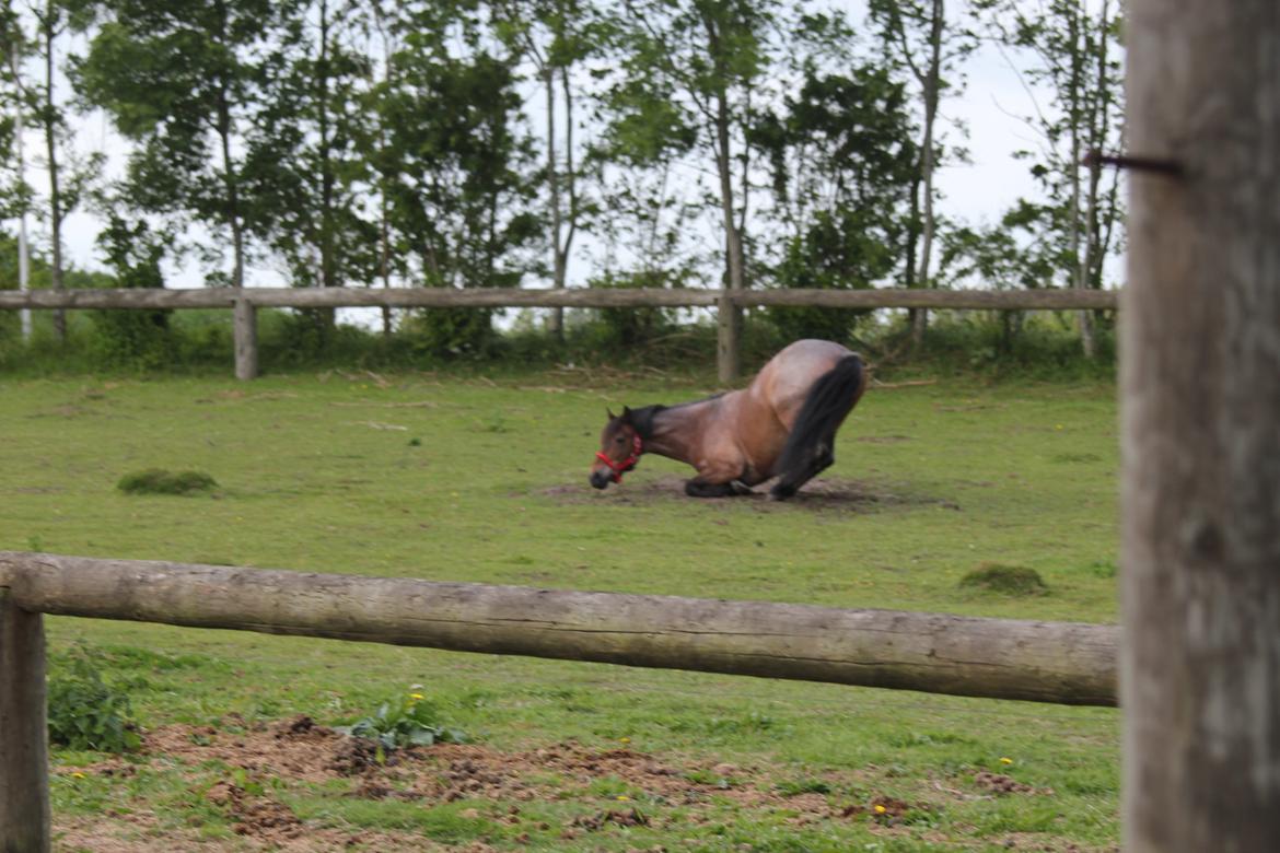 Welsh Partbred (Sec F) Kildegård Laura - smuksakken som er på vej ned og rulle sig:) du er simpelthen for lækker min pige <3 you and me forever  billede 17