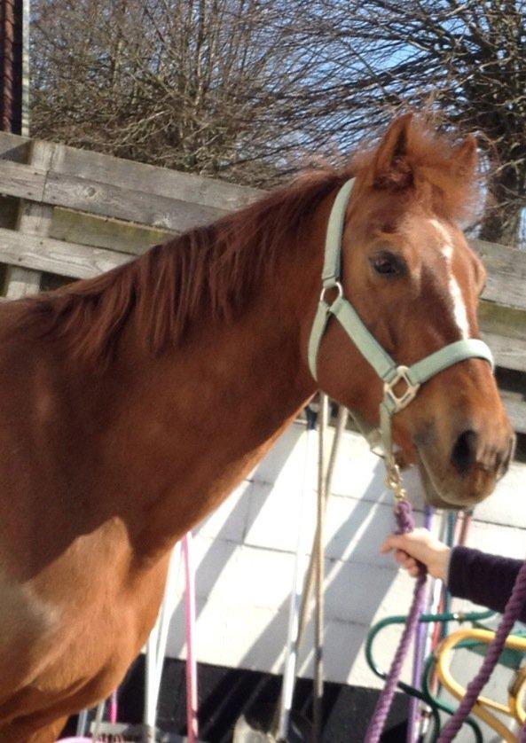 DSP Zoé Bredager billede 9