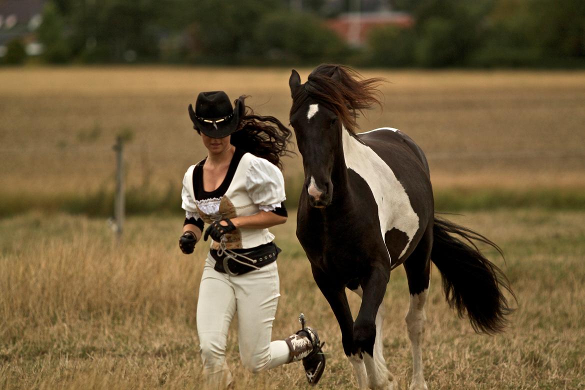 Tobiano Friesian ~Bentley~ af Bølå - www.chafo.dk billede 15