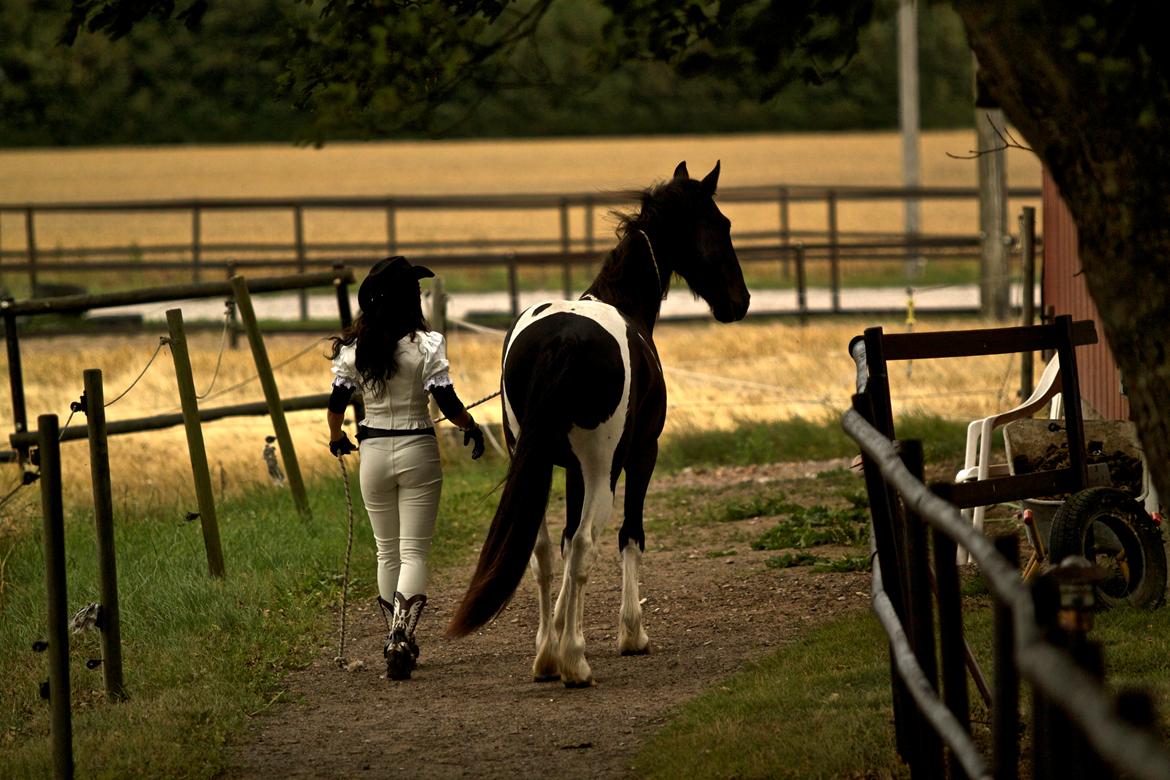 Tobiano Friesian ~Bentley~ af Bølå - www.chafo.dk billede 2