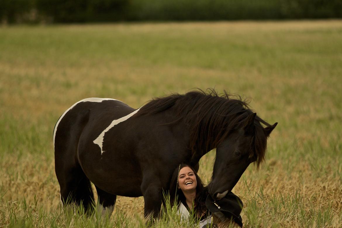 Tobiano Friesian ~Bentley~ af Bølå - www.chafo.dk billede 46