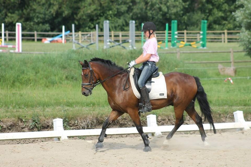 New Forest Øxenborg's Pinocchio - Dressur til ridelejeren 2013 Tuse Næs Køre- Og Rideforening  billede 9