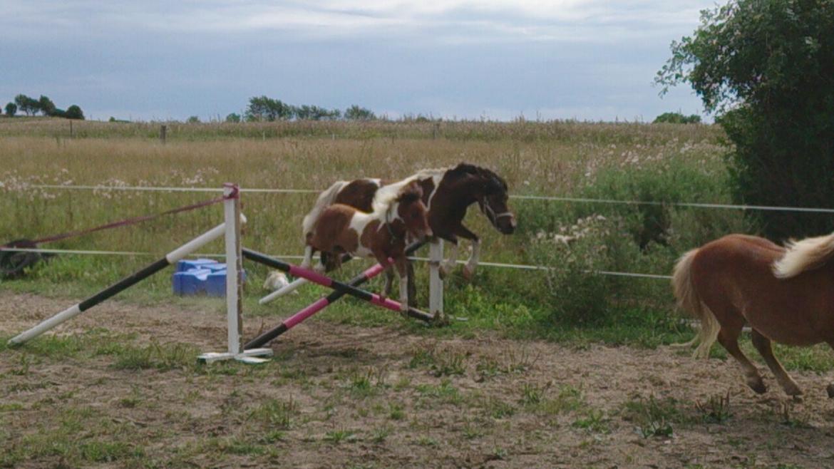 Shetlænder Plet billede 19