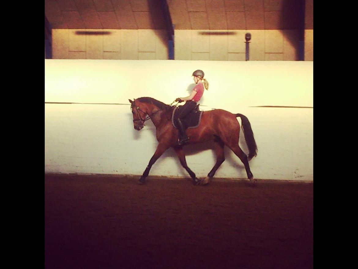 Dansk Varmblod Saksgaards Light Foot #Klubmester# billede 14