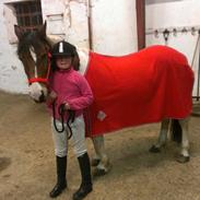 Anden særlig race Mille (aflivet)