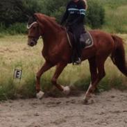 Dansk Varmblod Lysthøjgårds Camaro