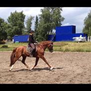 Dansk Varmblod Lysthøjgårds Camaro