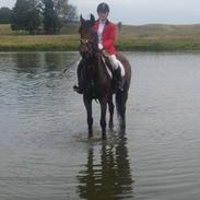 Dansk Varmblod Fiona ***FIO****