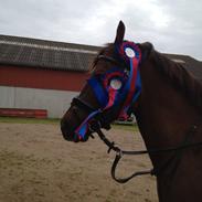 Tysk Sportspony Præstemarkens Cheval