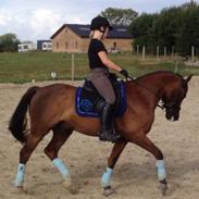 Tysk Sportspony Præstemarkens Cheval