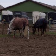 Tysk Sportspony Præstemarkens Cheval