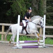 Welsh Pony (sec B) Bjerregaards Santos *Datters*