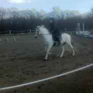 Welsh Pony (sec B) Bjerregaards Santos *Datters*