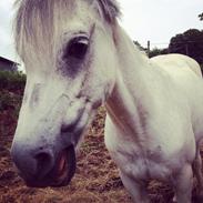 Welsh Pony (sec B) Bjerregaards Santos *Datters*