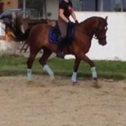 Tysk Sportspony Præstemarkens Cheval