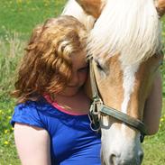 Haflinger Enghaves Noëll