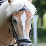 Haflinger Enghaves Noëll