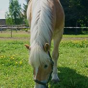 Haflinger Enghaves Noëll
