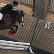 DSP Tinka (Tinkamusen) solgt og savnet!