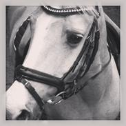 Anden særlig race Lucky