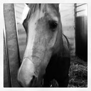 Anden særlig race Lucky