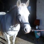 Anden særlig race Silke