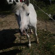 Anden særlig race Silke