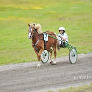 Gotlandsruss Pralinus (Pralle)