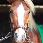 Gotlandsruss Pralinus (Pralle)