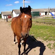 New Forest Øxenborg's Pinocchio