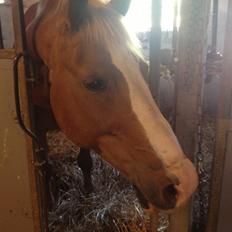 Anden særlig race Sebastian(Sebo)<3