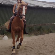 Anden særlig race Sebastian(Sebo)<3