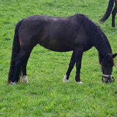 Hollandsk Sportspony Betje (Baby)
