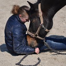 Hollandsk Sportspony Betje (Baby)
