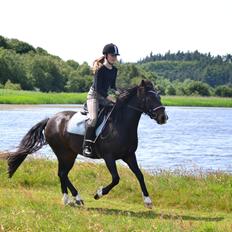 Hollandsk Sportspony Betje (Baby)