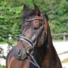 New Forest Meldgaardens Sir Duncan - B-pony
