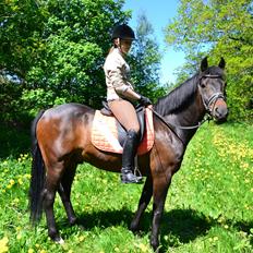 New Forest Meldgaardens Sir Duncan - B-pony