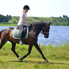 New Forest Meldgaardens Sir Duncan - B-pony